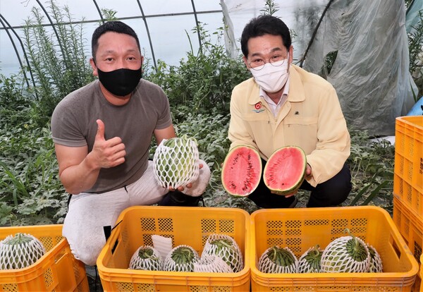 부안군, 푸드플랜 기획생산 애플수박 첫 수확