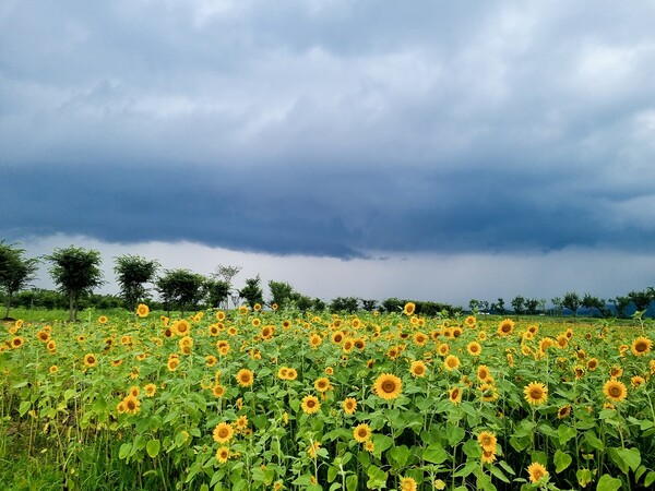 부안 샛노랑 해바라기에 빠지다