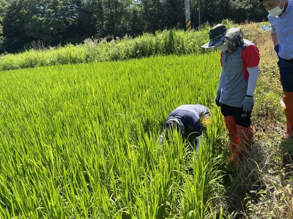 부안군 벼 도열병, 잎집무늬마름병 철저 방제 당부
