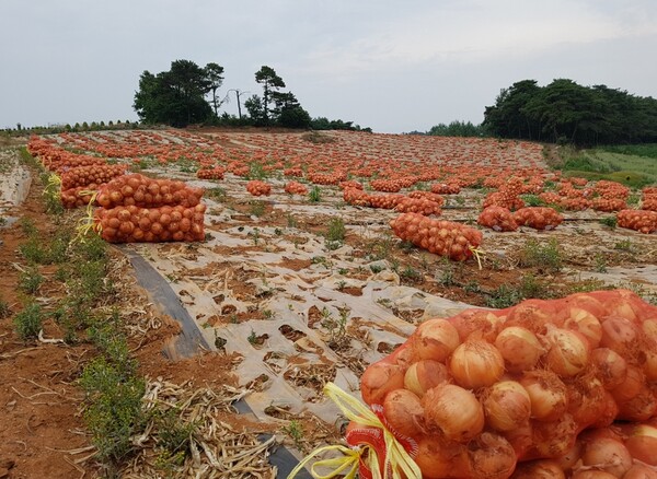부안군, 해풍양파종자대지원사업 농가의견 적극 수렴 지원 확대