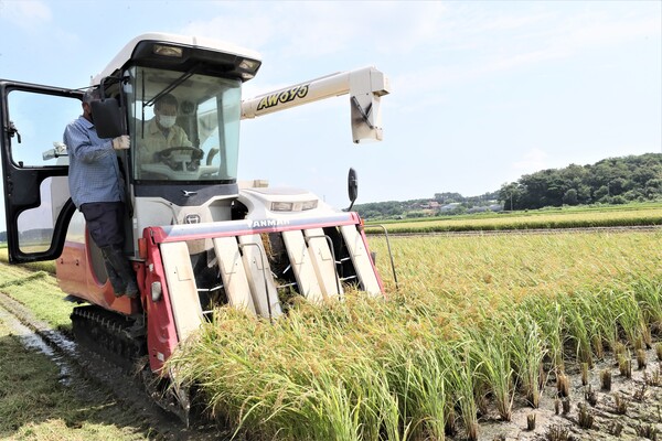 권익현 부안군수, 벼 첫 수확 현장청취