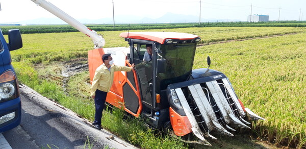 부안 계화면, 올해 첫 벼 수확