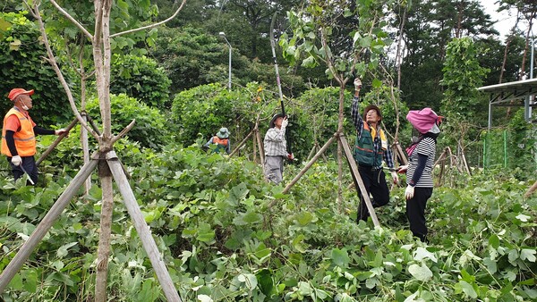 부안군, 덩굴류 집중제거기간 운영