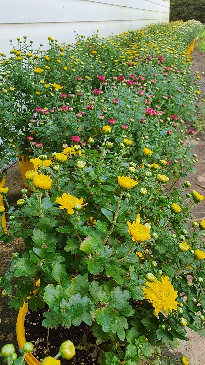 부안 주산면 국화 꽃 키워 독거노인·요양시설 분양