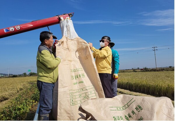 부안 보안면 벼 수확철 영농현장 현장행정 전개