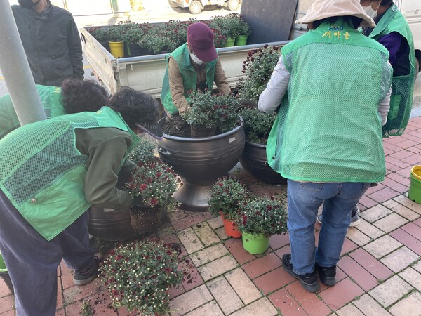 부안 상서면, 새마을부녀회 가을맞이 국화꽃 식재 실시