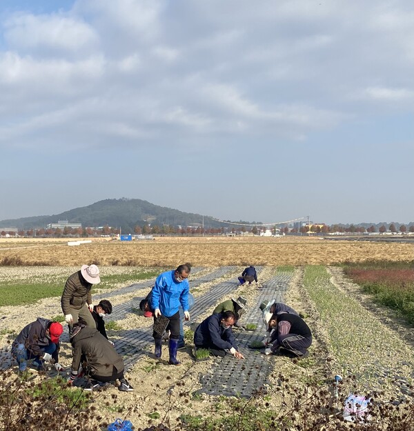 부안읍 사랑의 양파김치 담그기 양파모종 식재