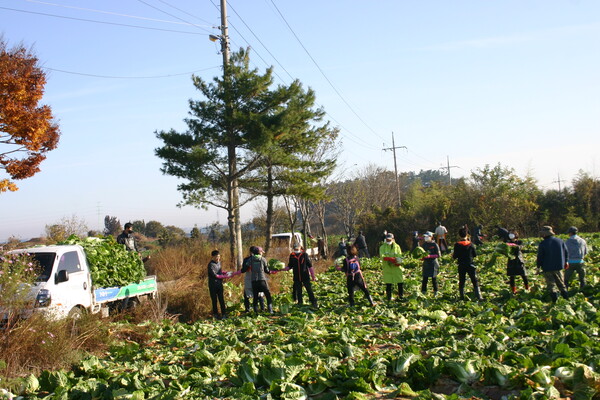 부안농협 농촌일손돕기 구슬땀