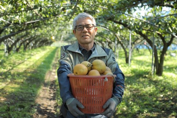 부안 흙농장 최동춘 대표, 20년째 유기농 배 농사 고집 눈길
