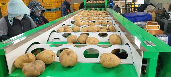 부안군, 동진수미감자 특별 판매전 행사