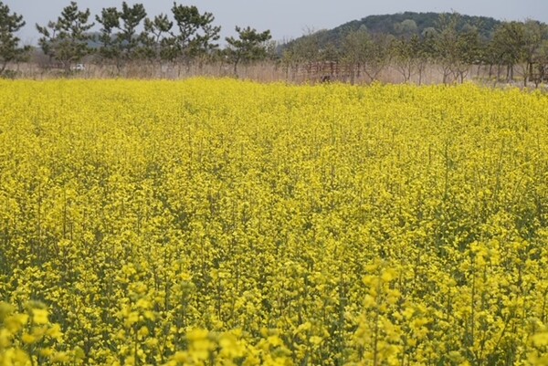 부안 줄포만 갯벌생태공원, 노란 유채꽃·수선화 만개