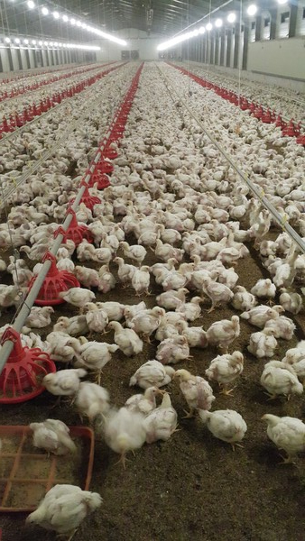 부안군, 가축 폭염피해 사전예방 총력