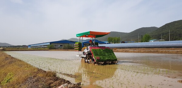 부안군, 첫 모내기 실시 벼농사 본격 시작