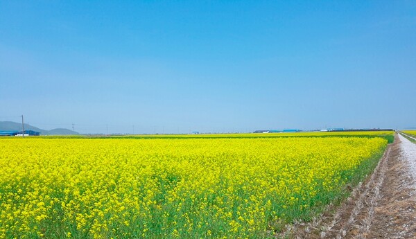부안군 들녘이 경관작물 유채꽃에 물들다