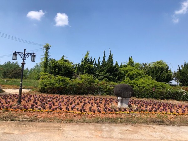 부안 동진면, 주요 도로변 봄꽃 식재