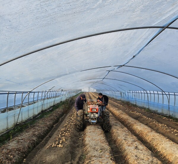 부안 로컬푸드 직매장, 동진수미 햇감자 판매