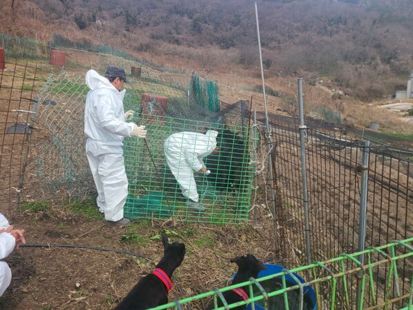 부안군, 도서지역 구제역 접종 지원