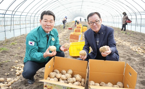 권익현 부안군수, 동진면 부안노을감자 수확현장 방문