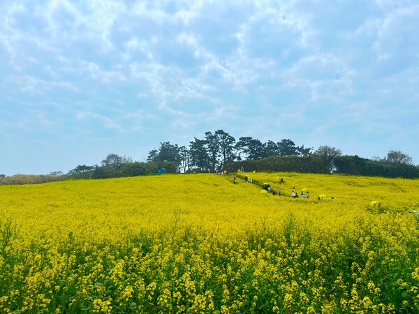 변산면 수성당, 봄의 물결 따라 노랗게 물든 유채꽃 만개