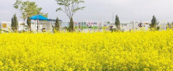 부안군, 유채꽃 경관 반려동물 놀이터 운영