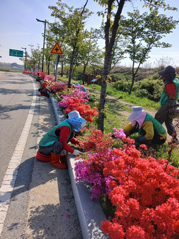 부안 동진면 부녀회, 고마제 탐방로 가로화단 정비 실시