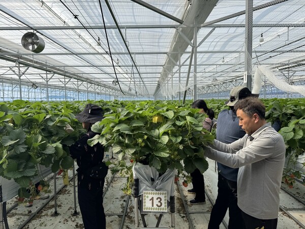 하서면, 딸기 농가 일손돕기 추진