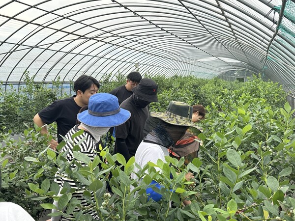 부안군 축산과 영농철 농촌일손돕기 실시