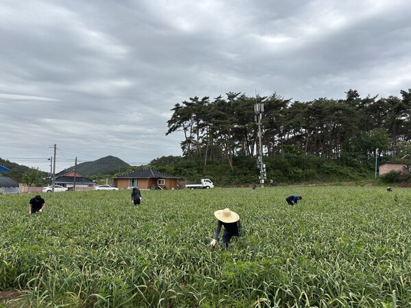 진서면, 마늘종 똑!똑! 농촌 일손돕기 실시
