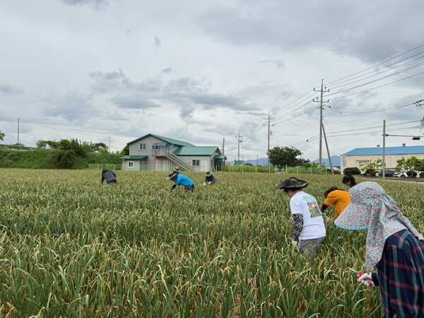 보안면, 마늘 재배농가 찾아 일손돕기 동참