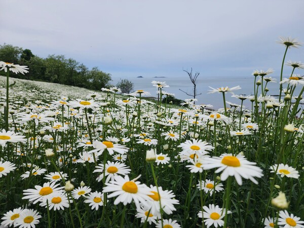 부안 변산마실길, 순백의 꽃길 샤스타데이지 만개