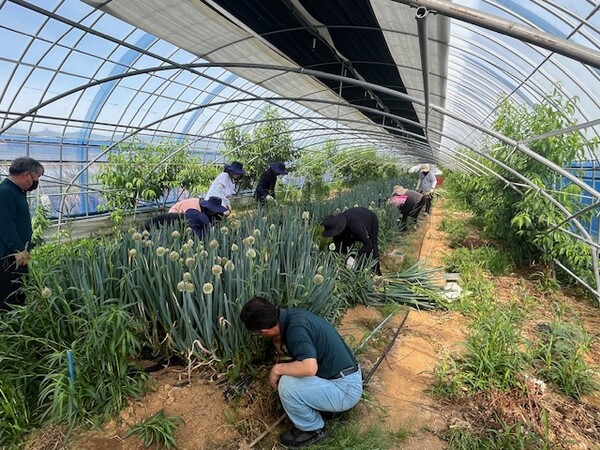 부안군 지역경제과, 농촌 일손돕기 구슬땀 흘려