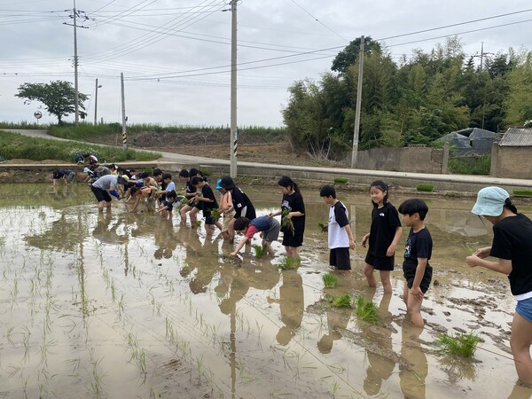 부안남초, 모내기 체험으로 생태·탄소중립 실천 교육 강화