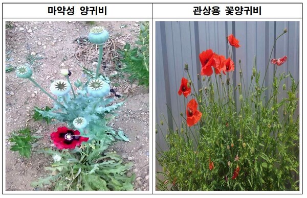 부안군보건소, 마약성·관상용 양귀비 구분 방법 교육 실시