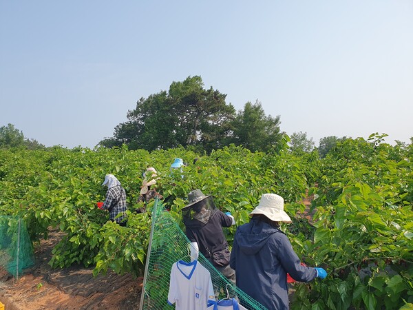 부안군 사회복지과, 오디 농가 일손돕기 지원