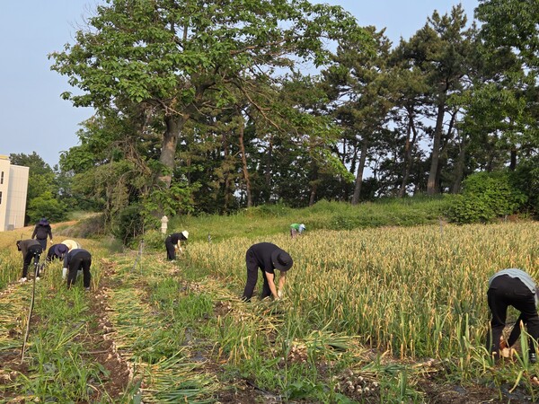 부안군 새만금도시과, 영농철 일손돕기 추진