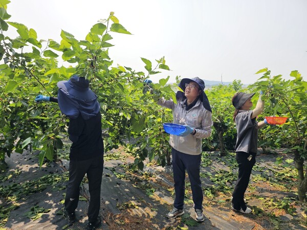 정화영 부안군 부군수, 농촌일손돕기 구슬땀