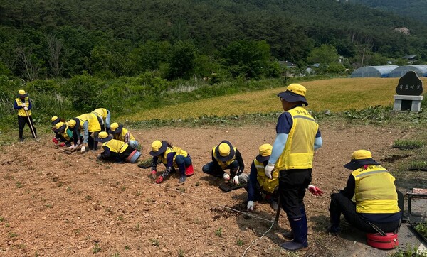 부안군, 부안댐 상수원보호구역 토종 야생화 식재