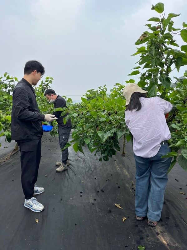 부안군 농업기술센터, 영농철 일손돕기 추진