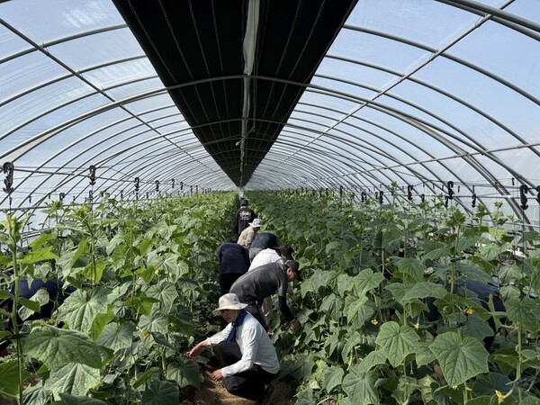 부안군 안전총괄과, 농촌 일손돕기 앞장