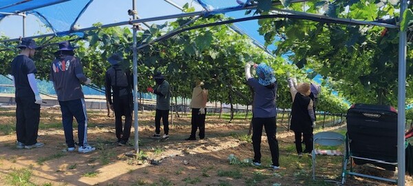 부안 주산면, 포도농가 농촌일손돕기 추진