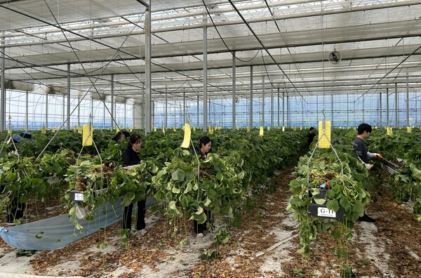 부안군 관광과·문화체육시설사업소, 딸기 농가 농촌일손돕기 실시