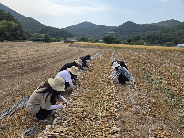부안군 기획감사담당관실, 영농철 일손 부족 농가 일손 돕기 추진