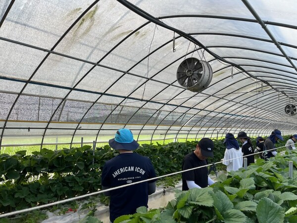 상서면, 딸기 모종 정리 작업 농촌 일손 돕기 실시