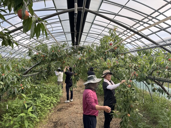 부안군청 민원과, 복숭아 농가 일손 돕기 구슬땀