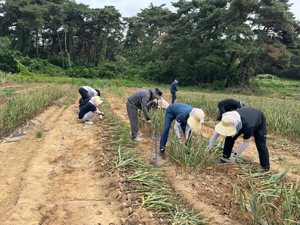 부안군 자치행정담당관, 영농철 마늘 수확 일손 돕기 구슬땀