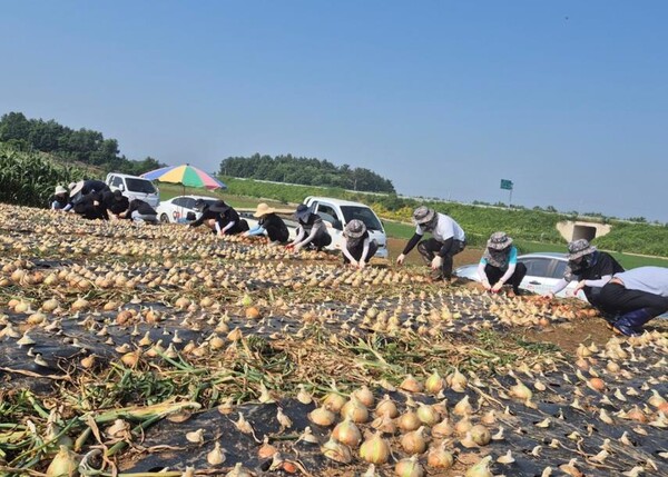 부안군 백산면, 농촌 일손 돕기 구슬땀