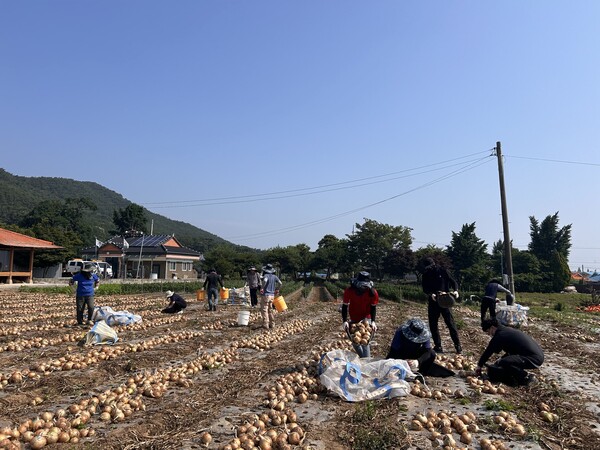 부안군 건설교통과, 상서면 양파 수확 일손돕기 실시