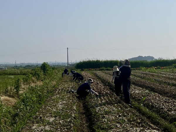 부안군 상하수도사업소, 영농철 양파 수확 일손돕기 추진