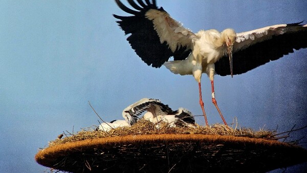 부안군, 천연기념물 황새 보호‧정전사고 예방 인공 둥지탑 설치