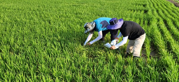 부안군, 여름철 벼 병해충 방제 선제 대응 총력